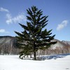 tree_ice
